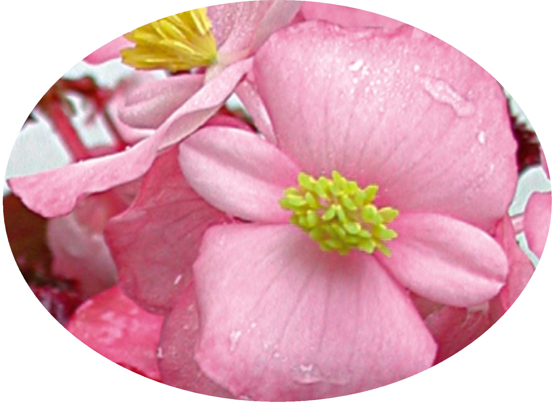 Begonia Super Olympia Pink -  by Cassandra