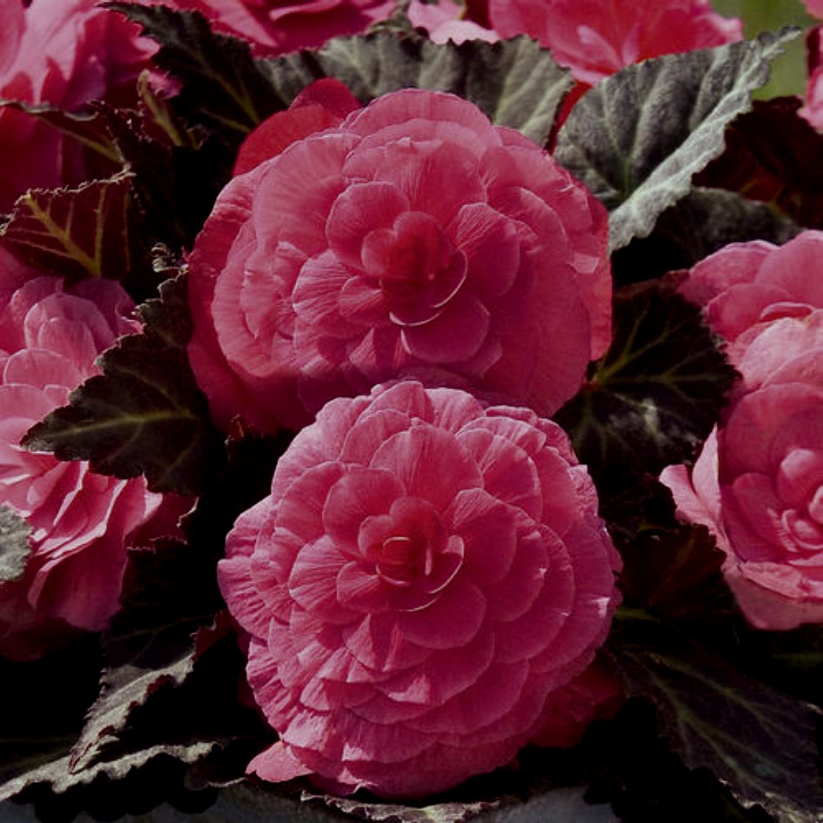 Begonia nonstop deep rose.jpg -  by Cassandra