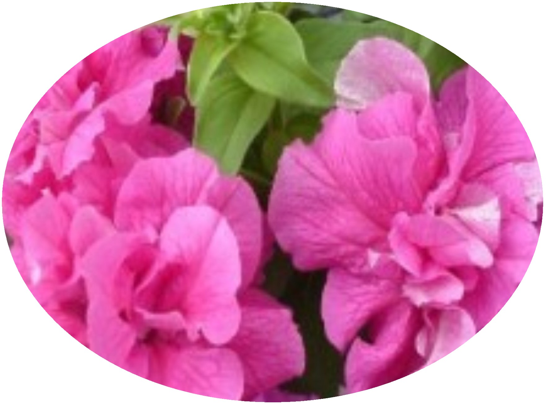 Petunia Double Cascade Pink -  by Cassandra