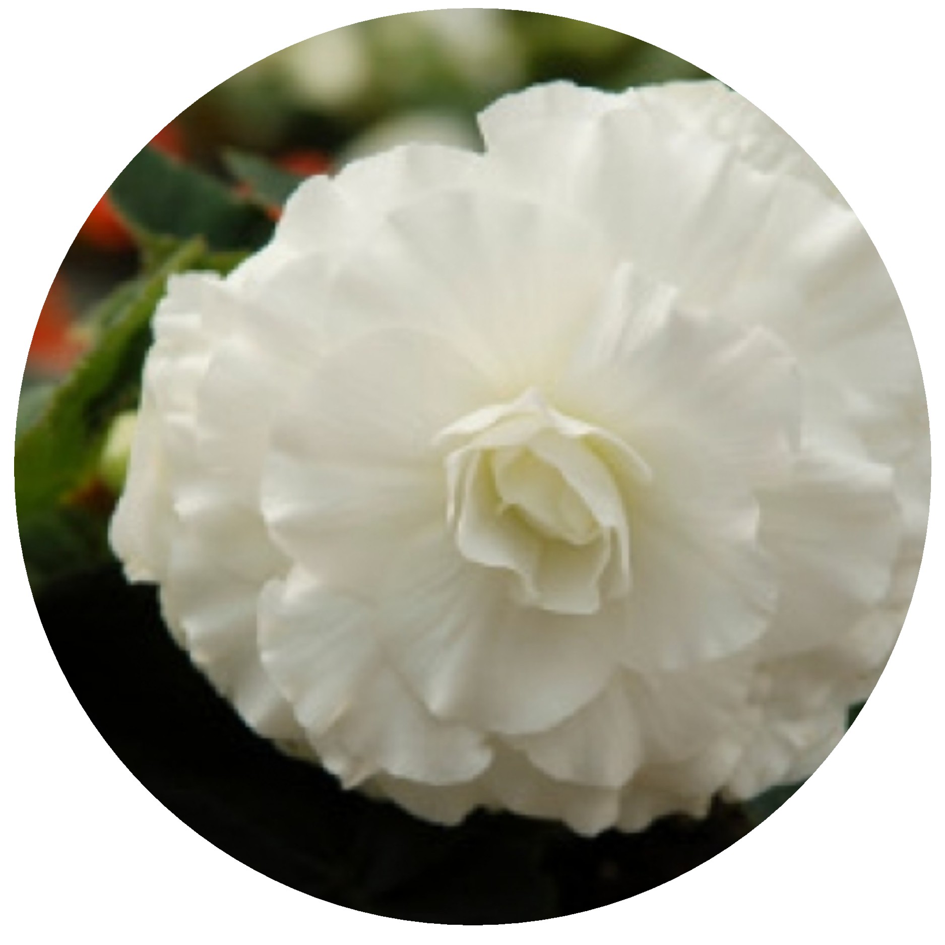 Begonia nonstop white oval.JPG -  by Cassandra