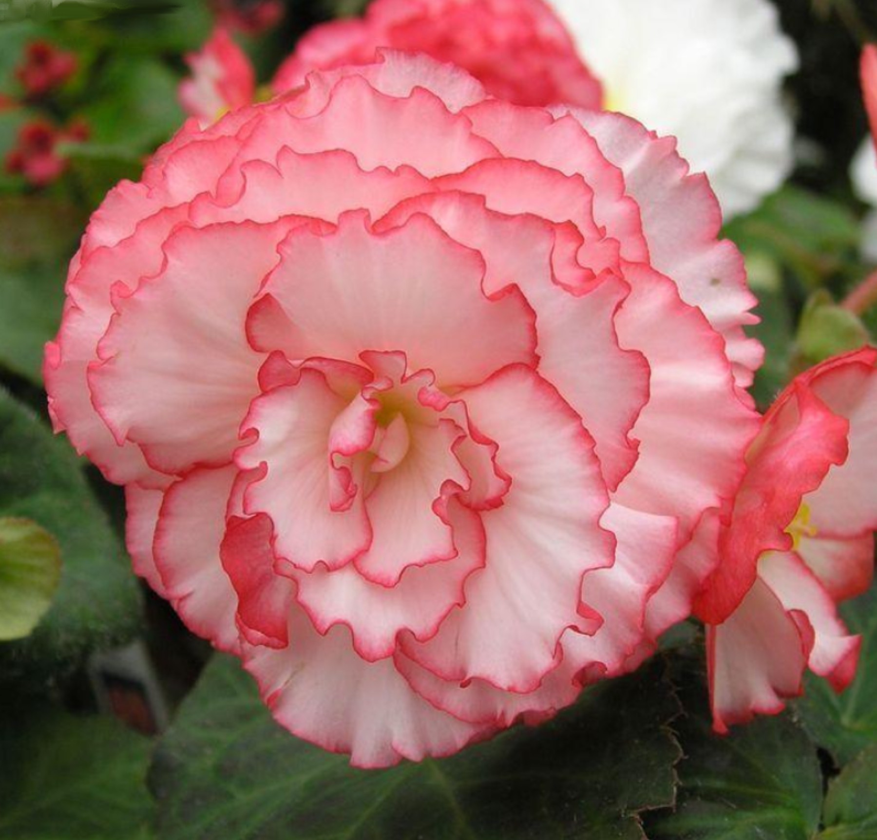 Begonia Nonstop Rose Petticoat.jpg -  by Cassandra