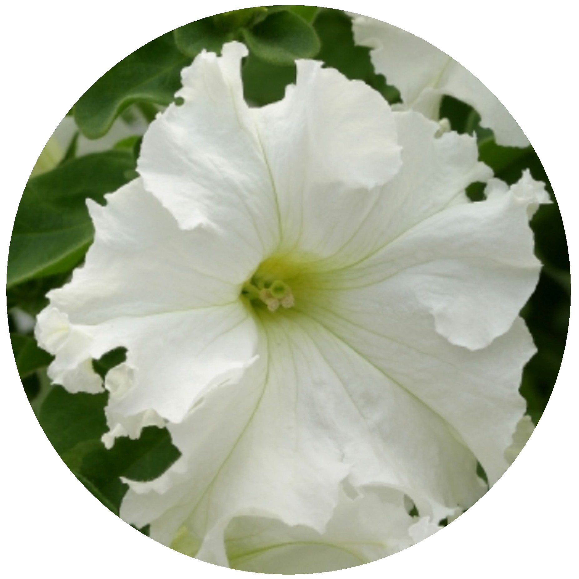 Petunia frillytunia white oval.JPG -  by Cassandra