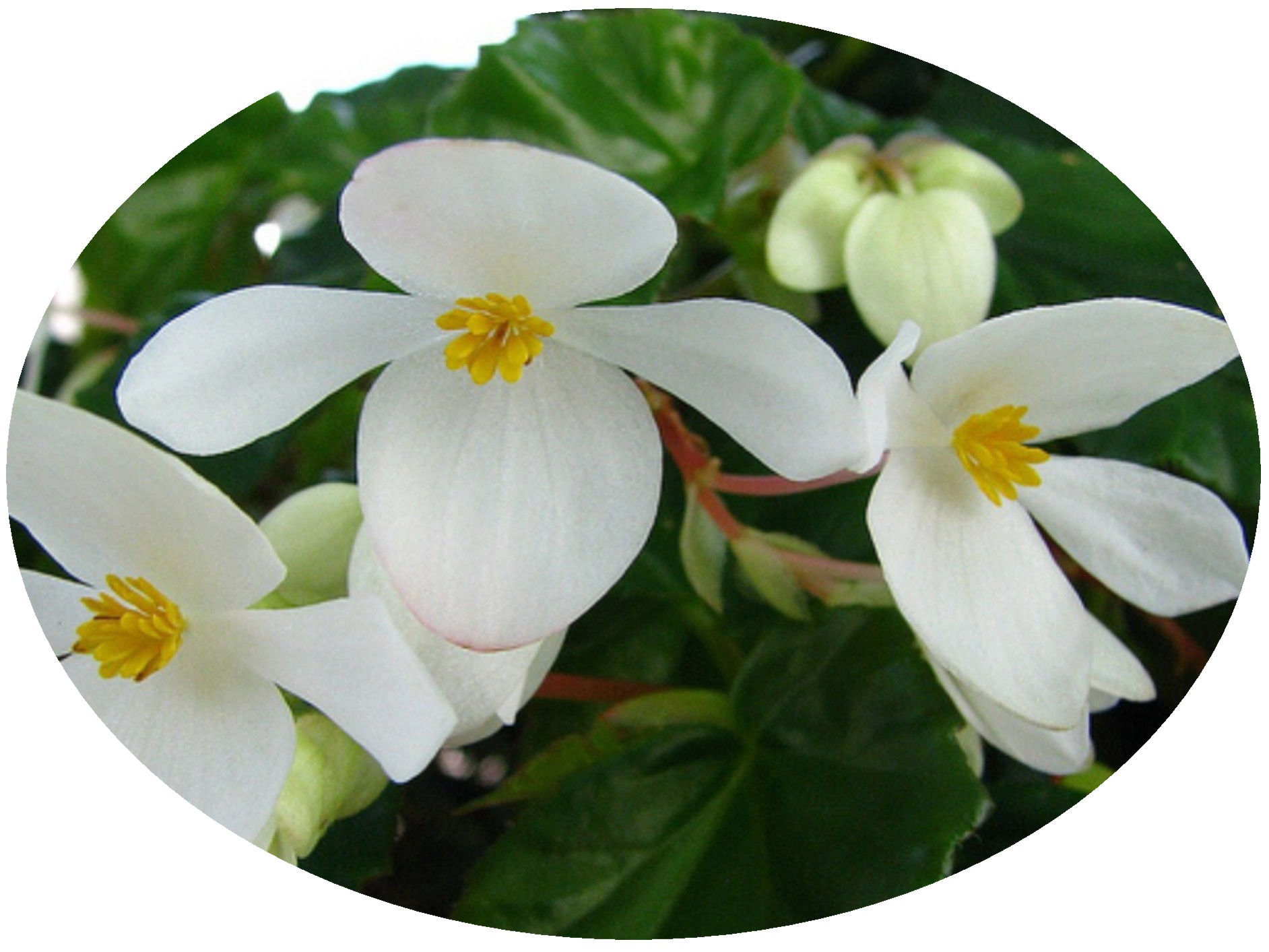 Begonia Super Olympia White -  by Cassandra