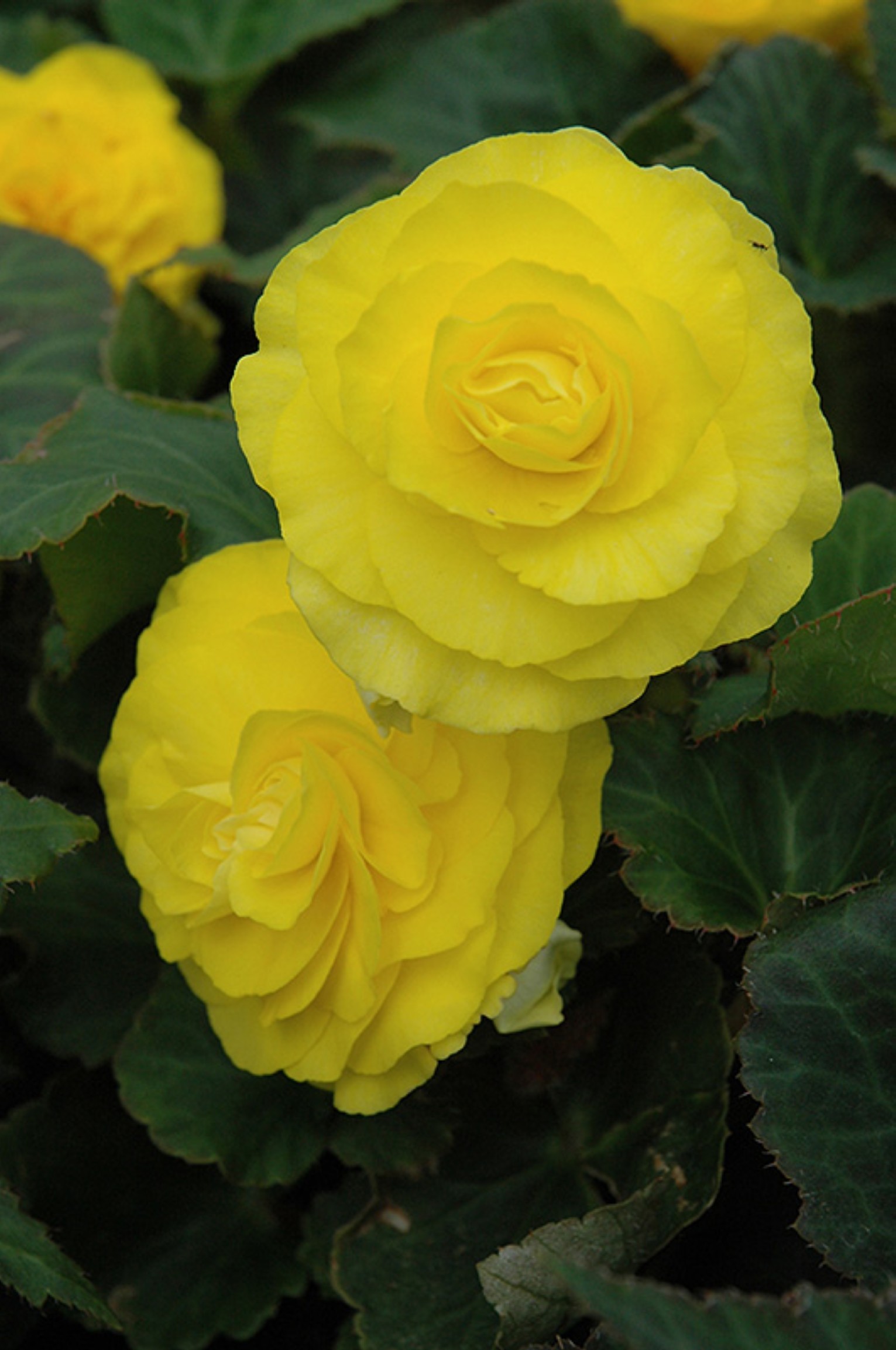 Begonia Nonstop Mocca Yellow.jpg -  by Cassandra