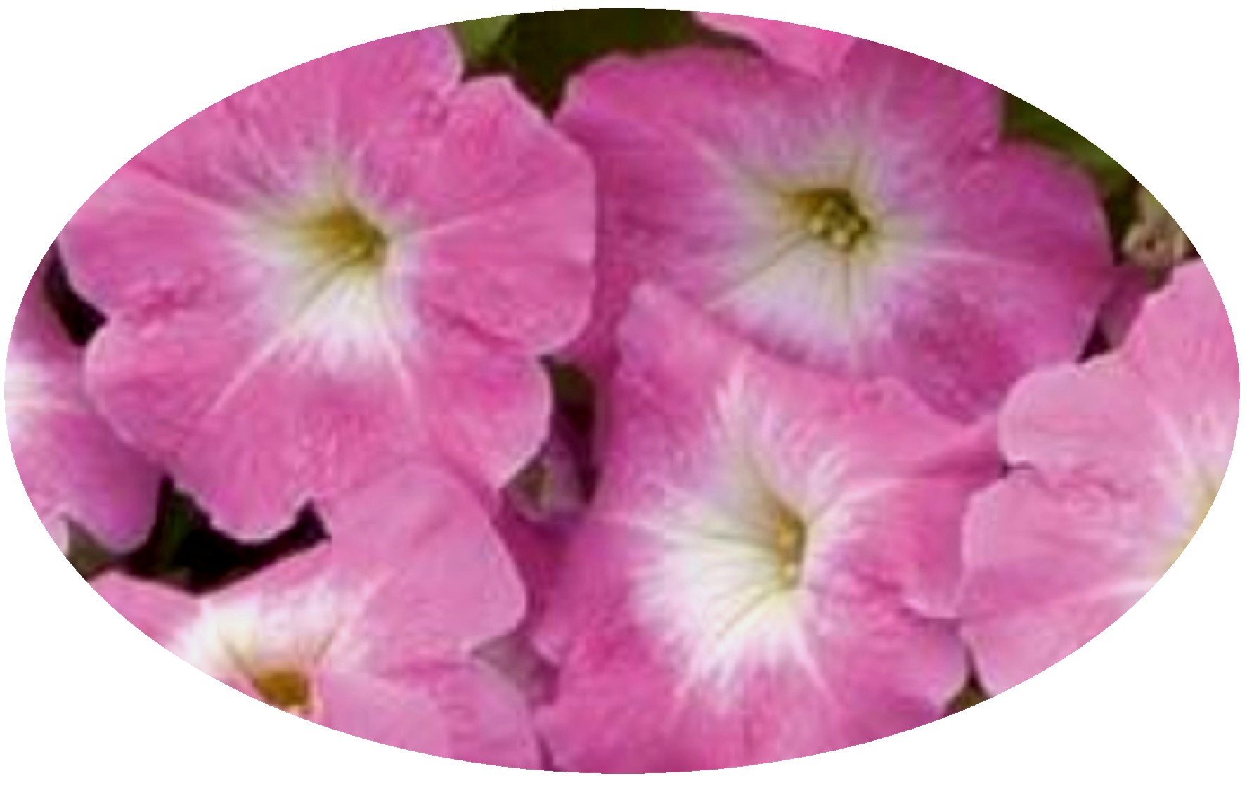Petunia Carpet Pink Morn Oval.JPG -  by Cassandra