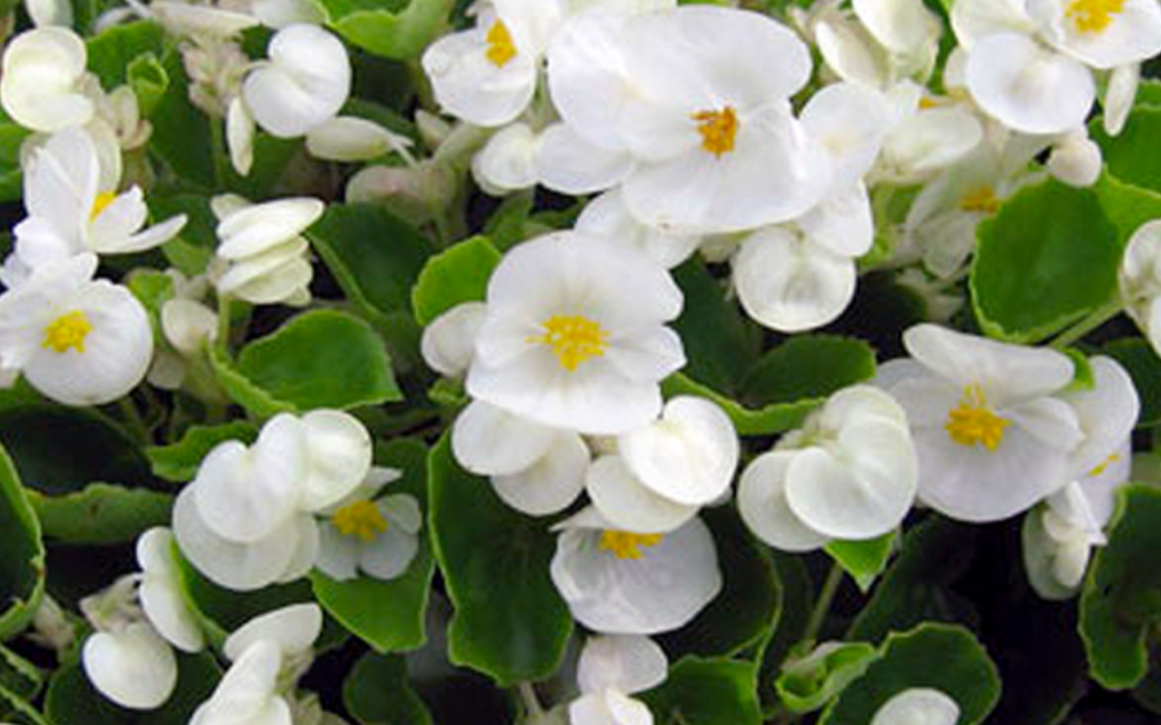 Begonia Bada Bing White.JPG -  by Cassandra