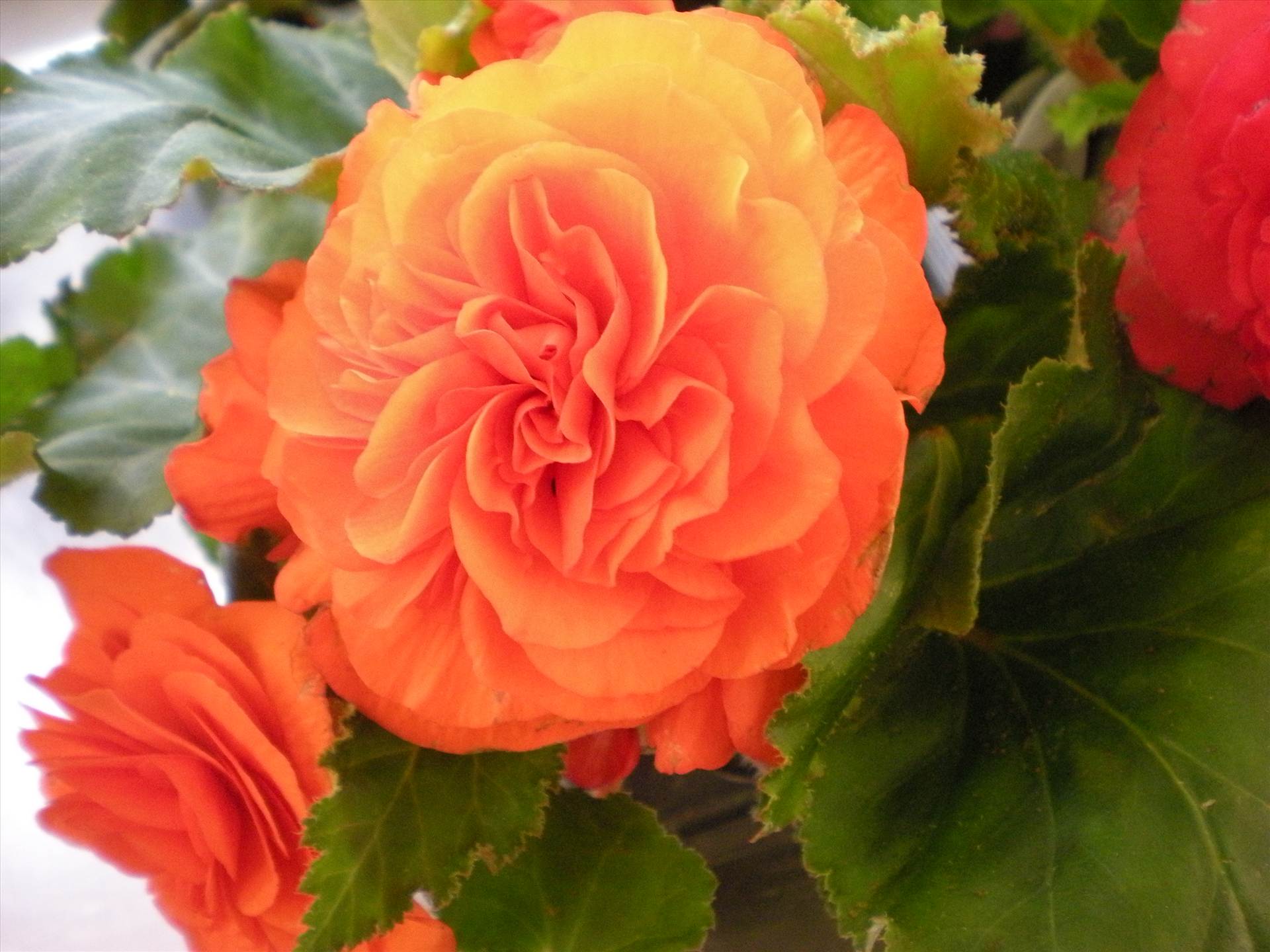 Begonia nonstop apricot.jpg -  by Cassandra